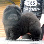 Chow-chow puppy black female Zi-Zi Doll Djalo