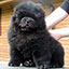 Chow chow puppy black boy Zippo Black-Dragon Djalo