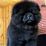 Chow-chow puppy black male Zippo Black-Dragon Djalo