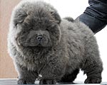 Chow-chow Ch-Dalen Laif is Laif
