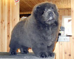 Chow-chow Ch-Dalen Laif is Laif