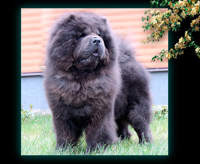 Blue chow-chow Ch-Dalen Laif is Laif